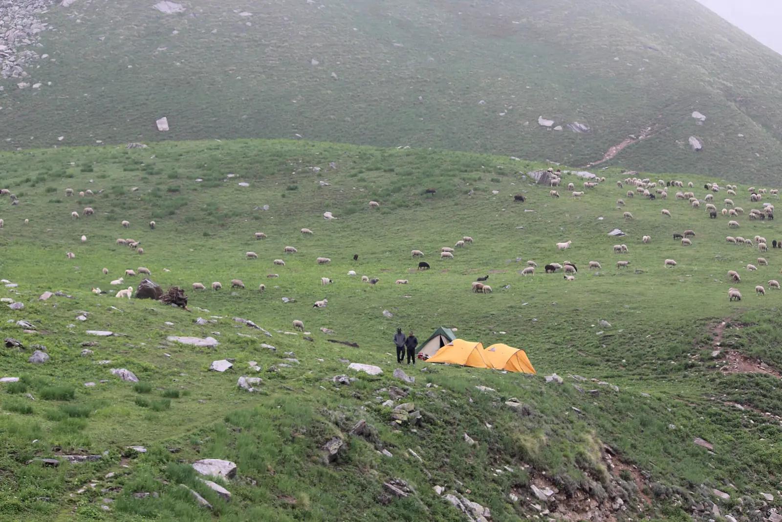 Buran Ghati — This photo shows local shepherds grazing sheep and tourist tents in the Buran Valley, a high-altitude pasture in Rohru. 